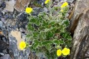 Potentilla pulvinaris